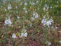 Ornithogalum arcuatum 2, Saxifraga-Ed Stikvoort