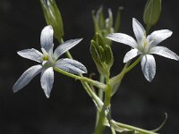 Ornithogalum exscapum