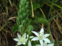 Ornithogalum prasinantherum 2, Saxifraga-Ed Stikvoort