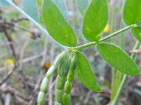 Ornithopus sativus 2, Serradelle, Saxifraga-Rutger Barendse