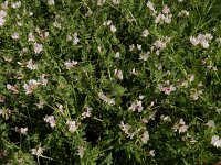 Ornithopus sativus 5, Serradelle, Saxifraga-Ed Stikvoort : Ria Formosa - Montenegro