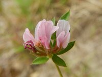 Ornithopus sativus 6 Serradelle, Saxifraga-Rutger Barendse