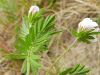Ornithopus sativus 7, Serradelle, Saxifraga-Rutger Barendse