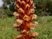 Orobanche amethystea 13, Violette bremraap, Saxifraga-Ed Stikvoort : Portimão