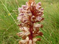 Orobanche amethystea 5, Violette bremraap, Saxifraga-Hans Grotenhuis