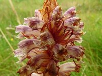 Orobanche amethystea 8, Violette bremraap, Saxifraga-Hans Grotenhuis