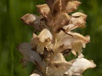 Orobanche caryophyllacea 10, Walstrobremraap, Saxifraga-Jan van der Straaten