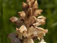 Orobanche caryophyllacea 11, Walstrobremraap, Saxifraga-Jan van der Straaten