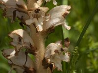 Orobanche caryophyllacea 12, Walstrobremraap, Saxifraga-Jan van der Straaten