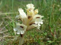 Orobanche caryophyllacea 19, Walstrobremraap, Saxifraga-Ed Stikvoort
