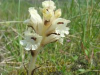 Orobanche caryophyllacea 20, Walstrobremraap, Saxifraga-Ed Stikvoort