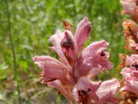 Orobanche caryophyllacea 29, Walstrobremraap, Saxifraga-Rutger Barendse
