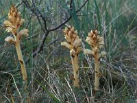 Orobanche caryophyllacea 3, Walstrobremraap, Saxifraga-Piet Zomerdijk