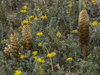 Orobanche densiflora 12, Saxifraga-Willem van Kruijsbergen