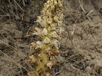 Orobanche densiflora 14, Saxifraga-Willem van Kruijsbergen