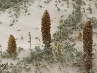 Orobanche densiflora 17, Saxifraga-Willem van Kruijsbergen