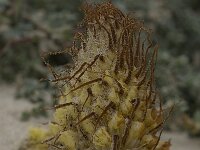 Orobanche densiflora 19, Saxifraga-Willem van Kruijsbergen