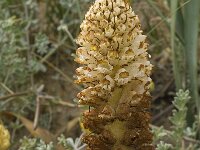 Orobanche densiflora 2, Saxifraga-Jan van der Straaten
