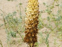 Orobanche densiflora 3, Saxifraga-Jan van der Straaten
