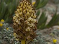 Orobanche densiflora 4, Saxifraga-Willem van Kruijsbergen