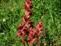 Orobanche gracilis 12, Bloedrode bremraap, Saxifraga-Ed Stikvoort