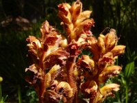 Orobanche gracilis 18, Bloedrode bremraap, Saxifraga-Ed Stikvoort