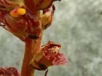 Orobanche gracilis 19, Bloedrode bremraap, Saxifraga-Rutger Barendse