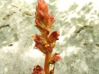 Orobanche gracilis 20, Bloedrode bremraap, Saxifraga-Rutger Barendse