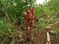Orobanche gracilis 25, Bloedrode bremraap, Saxifraga-Hans Grotenhuis