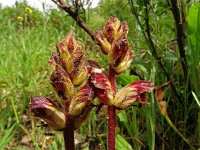 Orobanche gracilis 29, Bloedrode bremraap, Saxifraga-Hans Grotenhuis