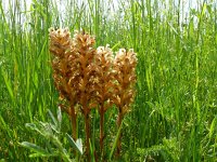 Orobanche lutea 10, Rode bremraap, Saxifraga-Hans Grotenhuis