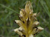 Orobanche lutea 2, Rode bremraap, Saxifraga-Jan van der Straaten
