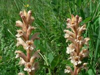 Orobanche lutea 3, Rode bremraap, Saxifraga-Jan Willem Jongepier