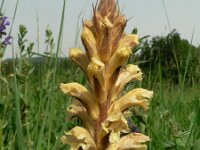 Orobanche lutea 4, Rode bremraap, Saxifraga-Jan Willem Jongepier