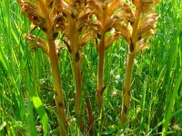 Orobanche lutea 7, Rode bremraap, Saxifraga-Hans Grotenhuis