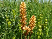 Orobanche lutea 8, Rode bremraap, Saxifraga-Hans Grotenhuis