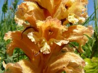 Orobanche lutea 9, Rode bremraap, Saxifraga-Hans Grotenhuis
