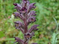 Orobanche pubescens 1, Saxifraga-Ed Stikvoort