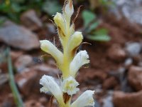 Orobanche pubescens 10, Saxifraga-Harry Jans