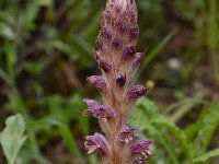 Orobanche pubescens 11, Saxifraga-Harry Jans