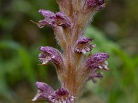 Orobanche pubescens 12, Saxifraga-Harry Jans
