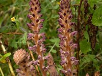 Orobanche pubescens 13, Saxifraga-Harry Jans
