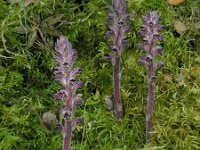 Orobanche pubescens 2, Saxifraga-Ed Stikvoort