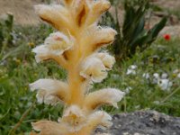 Orobanche pubescens 3, Saxifraga-Ed Stikvoort