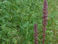 Orobanche pubescens 6, Saxifraga-Ed Stikvoort