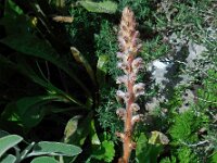 Orobanche pubescens 8, Saxifraga-Ed Stikvoort