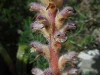 Orobanche pubescens 9, Saxifraga-Ed Stikvoort