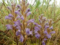 Orobanche purpurea 12, Blauwe bremraap, Saxifraga-Ed Stikvoort