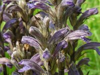 Orobanche purpurea 13, Blauwe bremraap, Saxifraga-Ed Stikvoort
