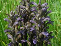 Orobanche purpurea 15, Blauwe bremraap, Saxifraga-Ed Stikvoort